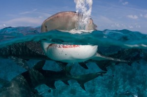 'Lemon Shark' by Willy Volk, available at https://www.flickr.com/photos/volk/. Commons Attribution 2.0. Full terms at http://creativecommons.org/licenses/by/2.0.