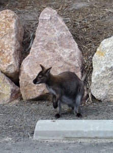 wallaby2